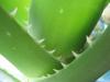 Noni & Aloe